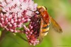 Filename=hornetMimic_gdn_170823b.jpg
Filesize=918KB
Dimensions=1300x867
Date added=Aug 28, 2025 hornetMimic_gdn_170823b.jpg