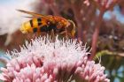 Filename=hornetMimic_gdn_170823c.jpg
Filesize=919KB
Dimensions=1300x866
Date added=Aug 28, 2025 hornetMimic_gdn_170823c.jpg