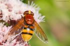 Filename=hornetMimic_gdn_170823d.jpg
Filesize=798KB
Dimensions=1300x867
Date added=Aug 28, 2025 hornetMimic_gdn_170823d.jpg