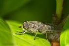 horseFly_170612a.jpg