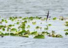 houseMartin_040909b.jpg