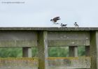 houseMartin_310710b.jpg