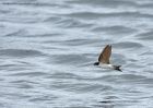 houseMartin_310710f.jpg