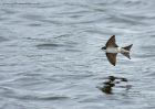 houseMartin_310710l.jpg