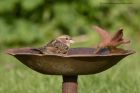 houseSparrow_040511b.jpg