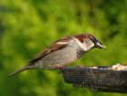 houseSparrow_0405b.jpg