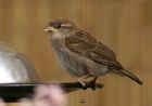 houseSparrow_0405f.jpg