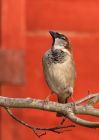 houseSparrow_050210a.jpg