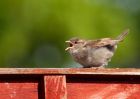 houseSparrow_090509a.jpg