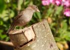 houseSparrow_090509b.jpg