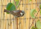 houseSparrow_210807a.jpg