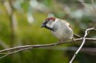 houseSparrow_230313a.jpg