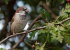 houseSparrow_230909a.jpg