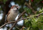 houseSparrow_230909b.jpg