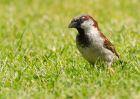 houseSparrow_240509a.jpg