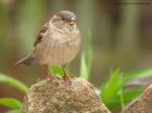 houseSparrow_280410a.jpg