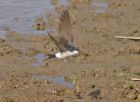 house_martin_3005a.jpg