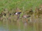 house_martin_3005b.jpg