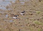 house_martin_3005d.jpg