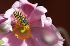 Filename=hover_070814b.jpg
Filesize=314KB
Dimensions=1200x800
Date added=Oct 05, 2014 hover_070814b.jpg