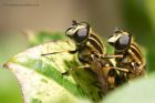 Filename=hover_160514e.jpg
Filesize=233KB
Dimensions=1000x667
Date added=Aug 04, 2014 hover_160514e.jpg