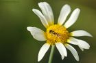 Filename=hover_gdn_130923b.jpg
Filesize=557KB
Dimensions=1300x867
Date added=Aug 28, 2025 hover_gdn_130923b.jpg