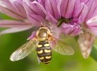 hoverfly_050608a.jpg