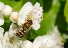 hoverfly_130509a.jpg