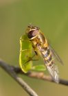 hoverfly_170410a.jpg