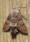 hummingbirdHawkmoth_050609a.jpg