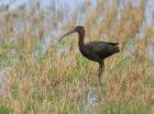 Filename=ibis_2210q.jpg
Filesize=226KB
Dimensions=800x599
Date added=Aug 31, 2008 ibis_2210q.jpg
