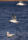 icelandGull_020112a.jpg