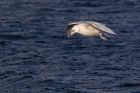 icelandGull_020112f.jpg