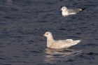 icelandGull_020112j.jpg