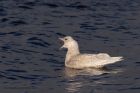 icelandGull_020112k.jpg