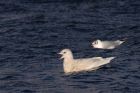 icelandGull_020112p.jpg