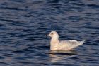 icelandGull_020112u.jpg