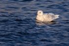 icelandGull_020112v.jpg