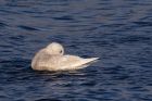 icelandGull_020112x.jpg