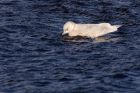 icelandGull_020112y.jpg