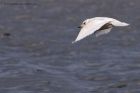 icelandGull_020112zb.jpg