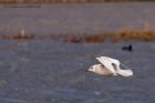 icelandGull_020112zd.jpg