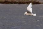 icelandGull_020112zf.jpg