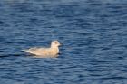 icelandGull_140112a.jpg