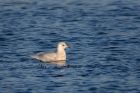 icelandGull_140112b.jpg