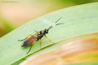 Filename=ichneumon_HB_150823a.jpg
Filesize=822KB
Dimensions=1300x867
Date added=Aug 28, 2025 ichneumon_HB_150823a.jpg
