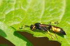 ichneumon_gdn_230519b.jpg