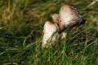 inkcap_231215a.jpg