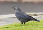 jackdaw_081109a.jpg