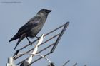 jackdaw_121014a.jpg